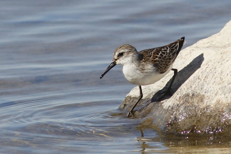 Western Sandpiper.jpg