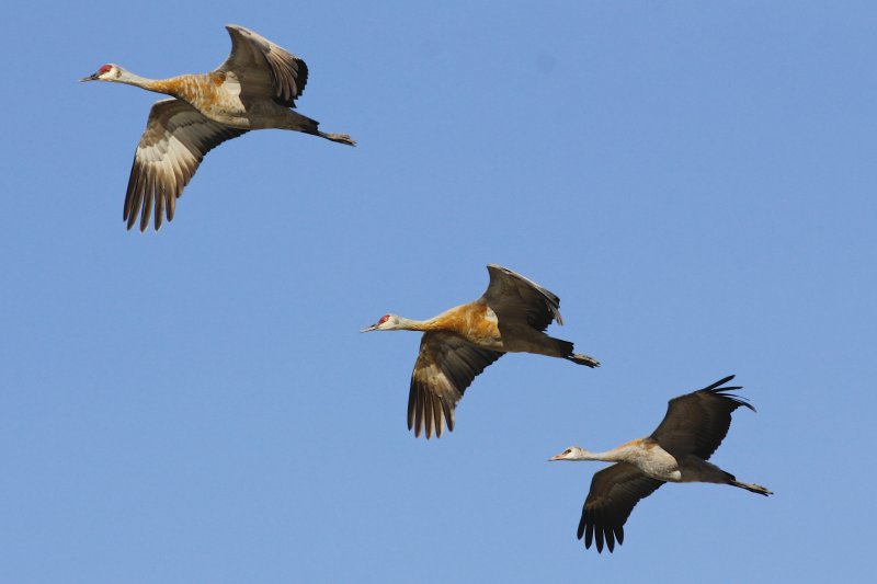 Sandhill Crane family.jpg