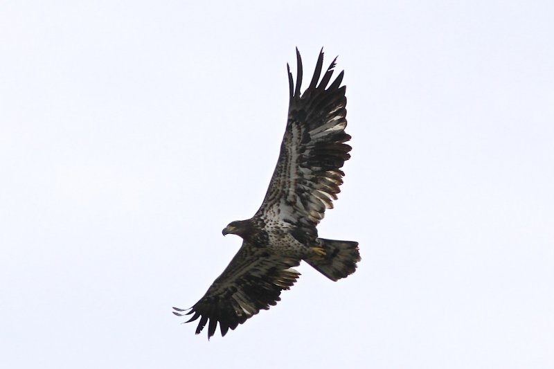 Bald Eagle (juvenile).jpg