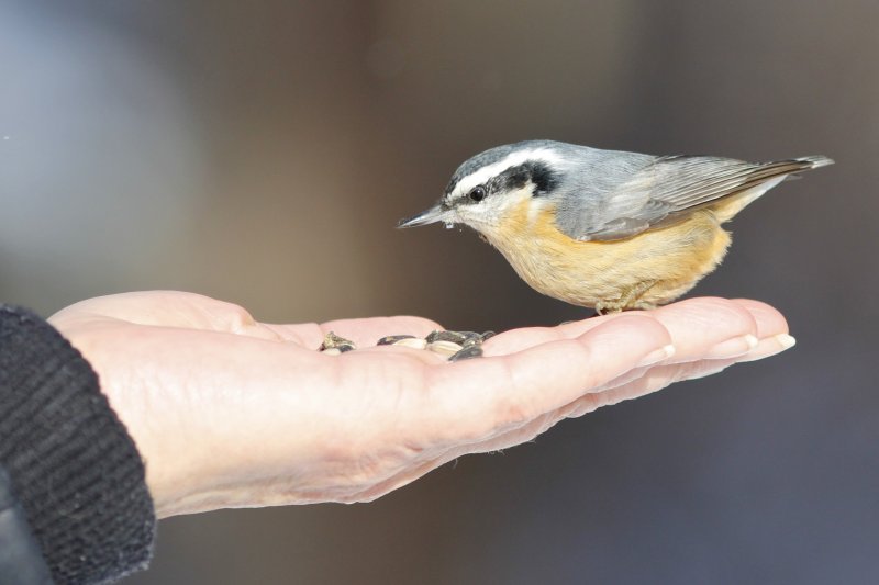 Red-breasted Nuthatch in hand.jpg