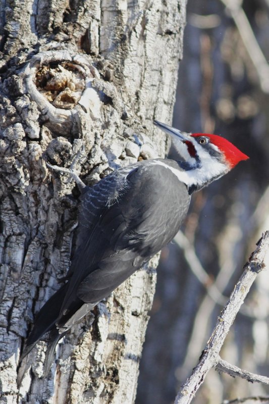 Pileated at Whitemud.jpg