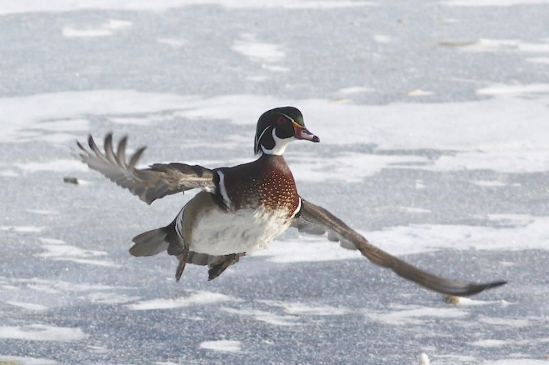 Wood Duck taking off.jpg