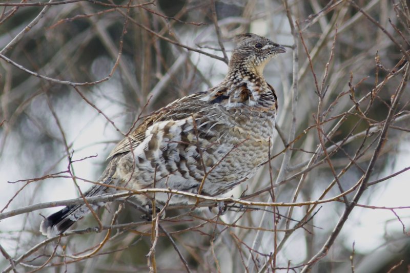 Ruffed Grouse.jpg