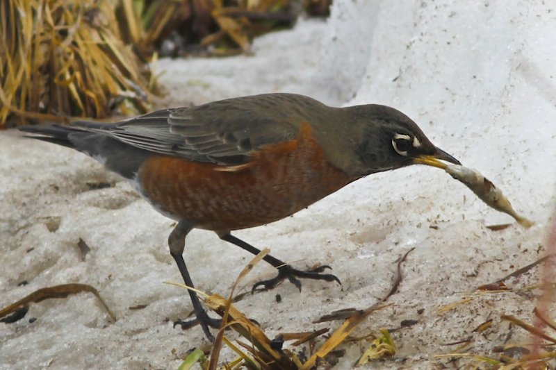 Robin with Minnow.jpg