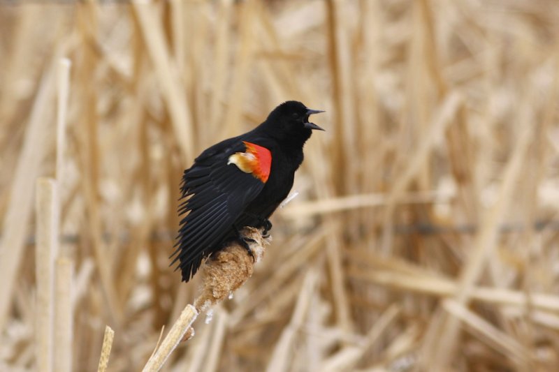 Red-winged Blackbird.jpg