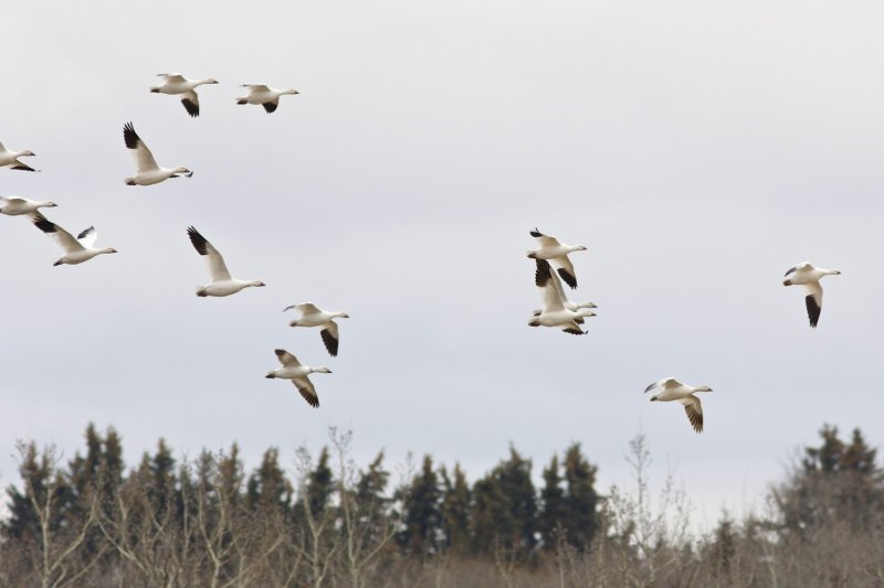 Snow Geese.jpg