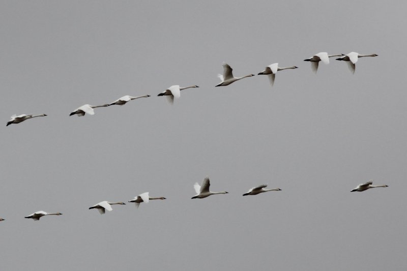 Swans.jpg