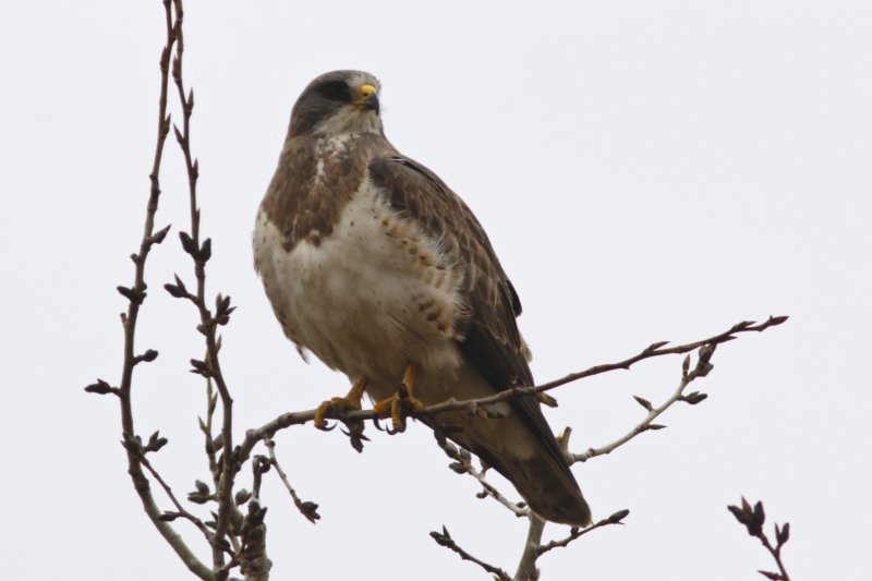 Swainson's Hawk.jpg
