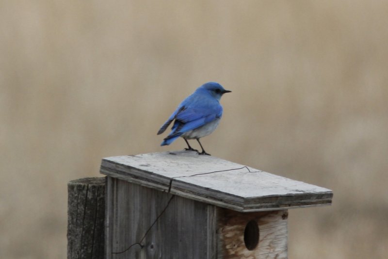 Mountain Bluebird.jpg