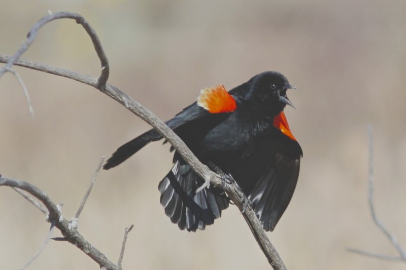 Red-winged Blackbird.jpg