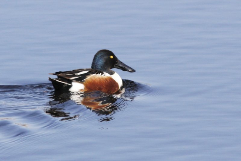 Northern Shoveler.jpg