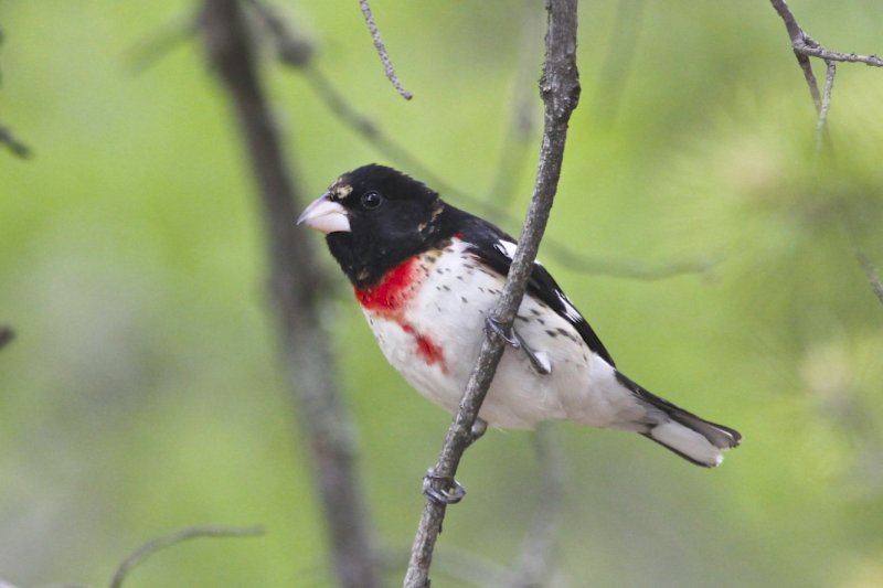 Rose-breasted Grosbeak