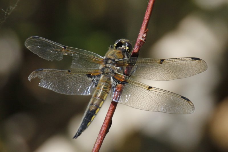 Dragonfly.jpg