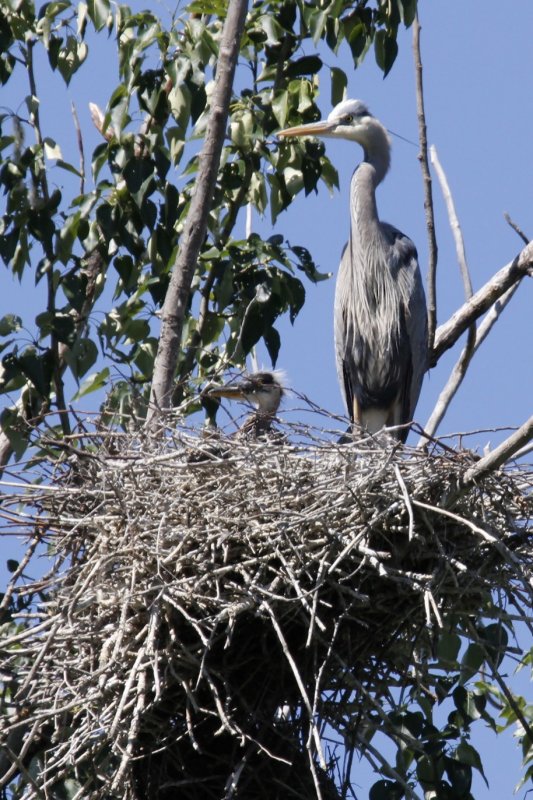 Heron and 1 nestling.jpg