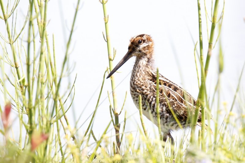 Baby Wilson's Snipe.jpg