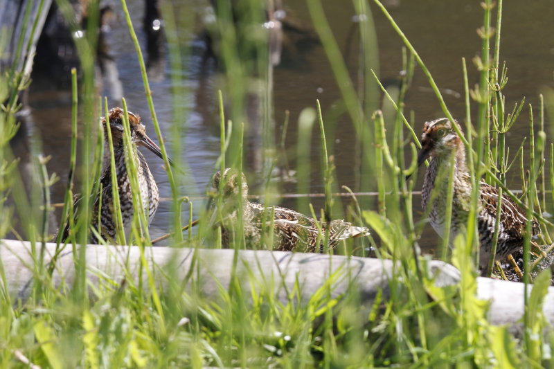 Baby Wilson's Snipe.JPG