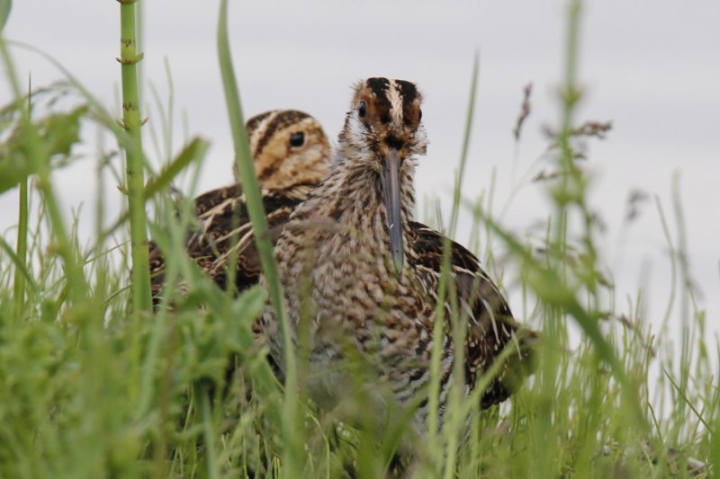 Baby Wilson's Snipe.jpg