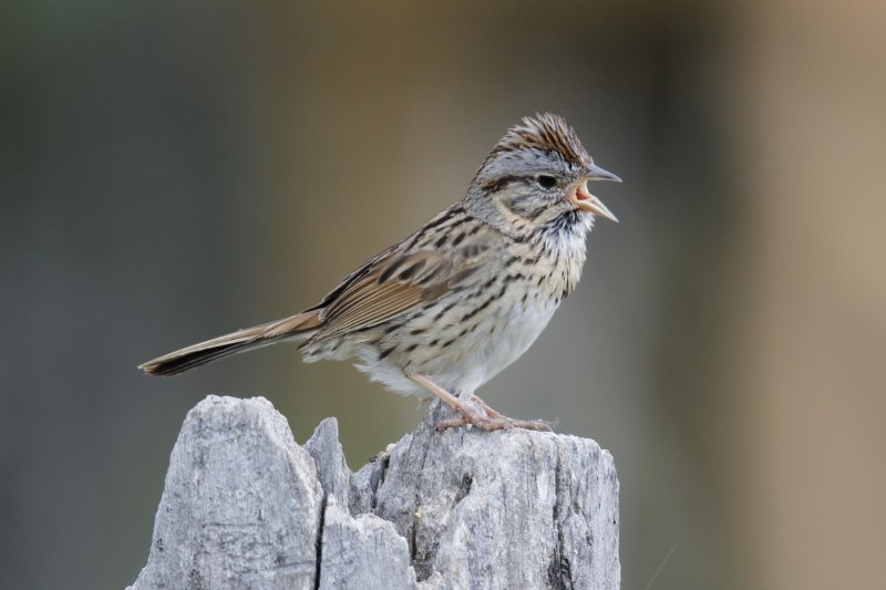 Lincoln's Sparrow.jpg