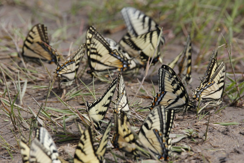 Canadian Tiger Swallow-tails.JPG