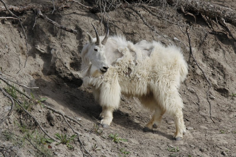 Mountain Goat.jpg