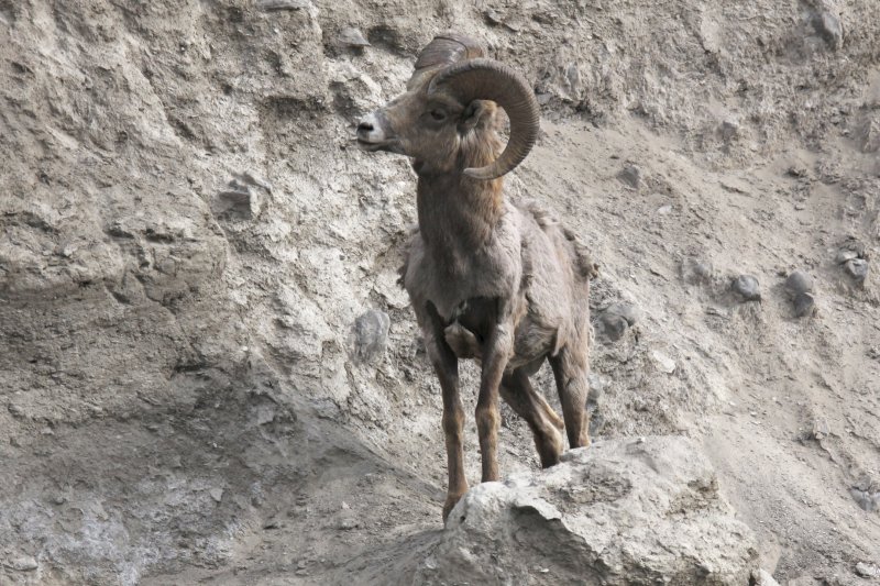 Big Horn Sheep.jpg