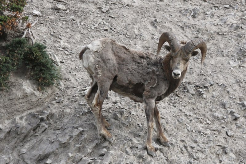 Big Horn Sheep.jpg