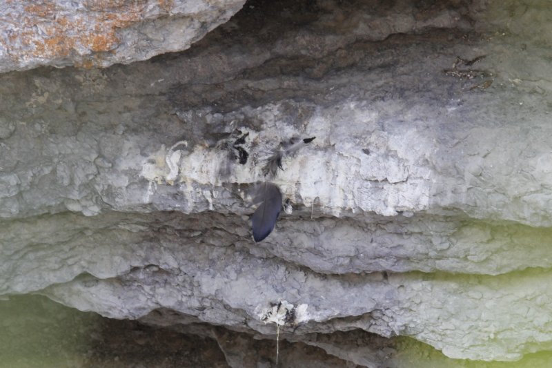 Feather of Black Swift.jpg