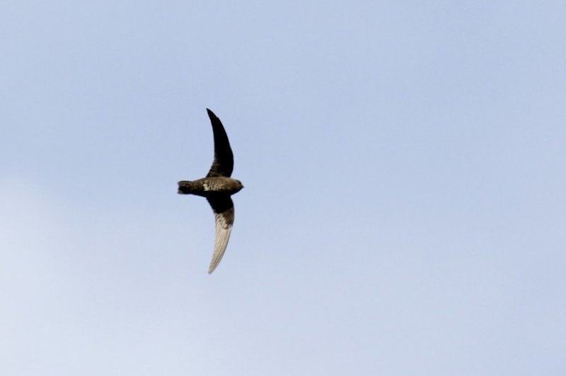 Black Swift.jpg
