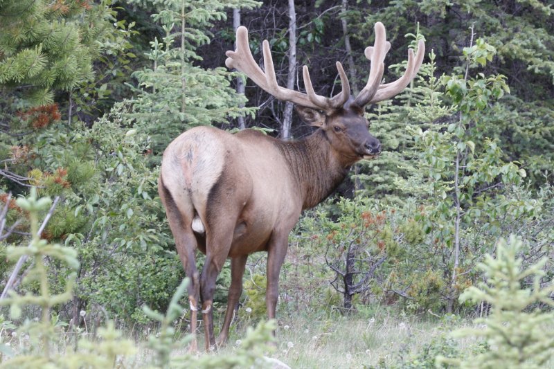 Elk.jpg