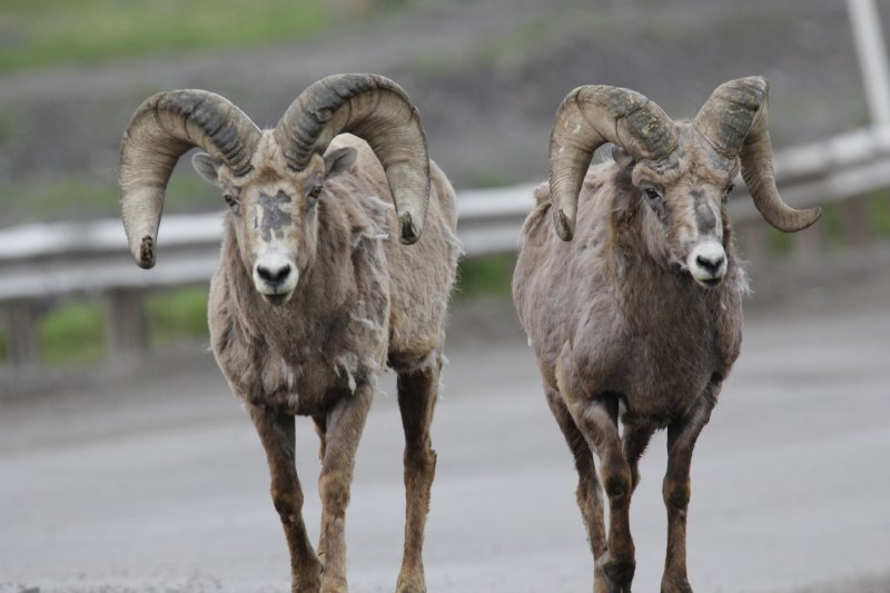 Big Horn Sheep.jpg