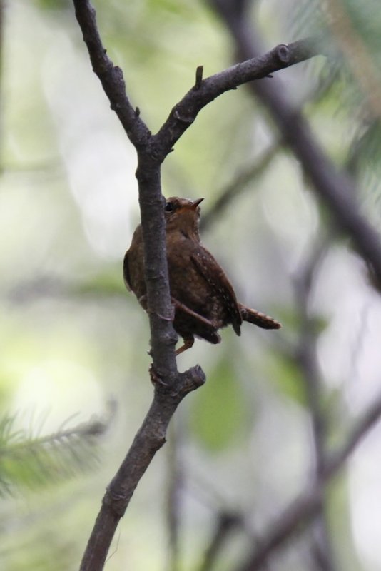 Pacific Wren.jpg