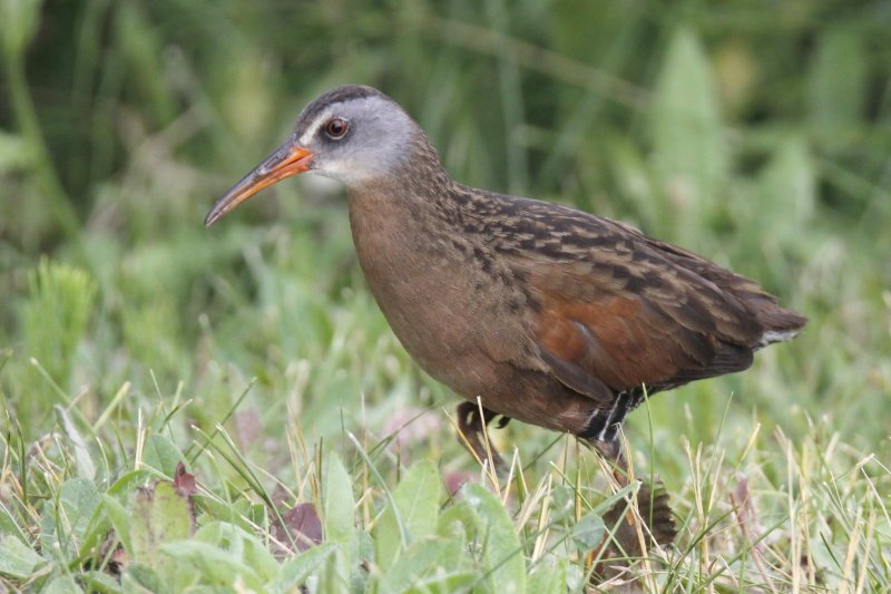 Virginia Rail.jpg