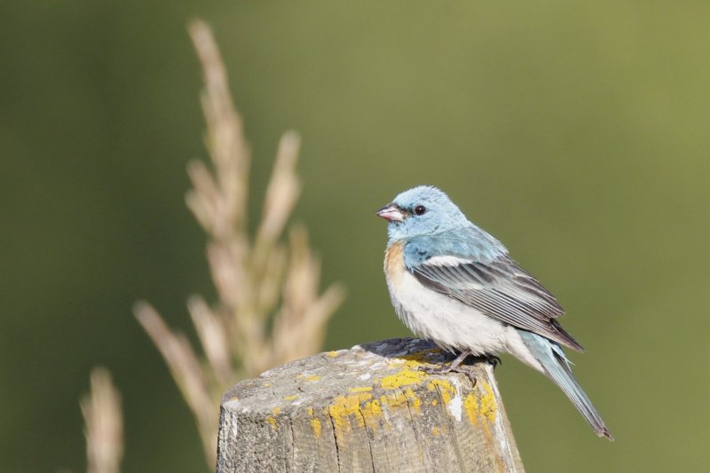 Lazuli Bunting.jpg