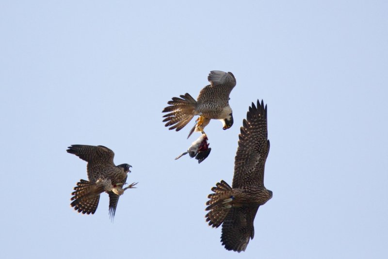 FOLDER: 2014 Peregrine Falcons UofA