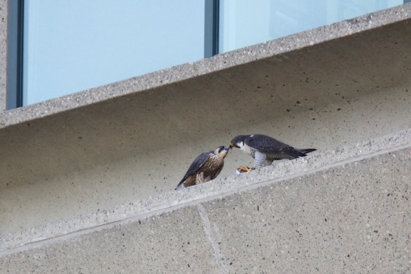 Radisson beak feeding.jpg