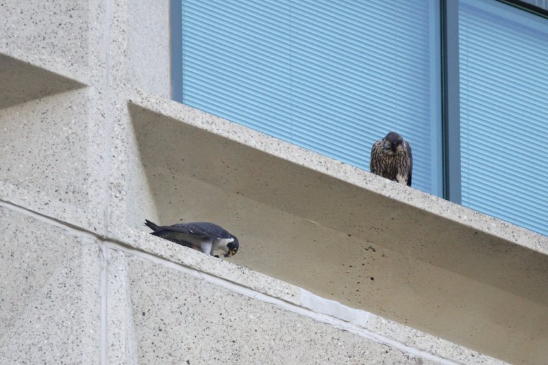 FOLDER: 2014 Peregrine Falcons UofA