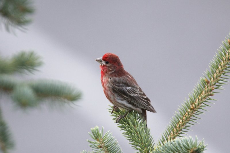 Purple Finch.jpg