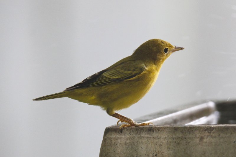 Yellow Warbler