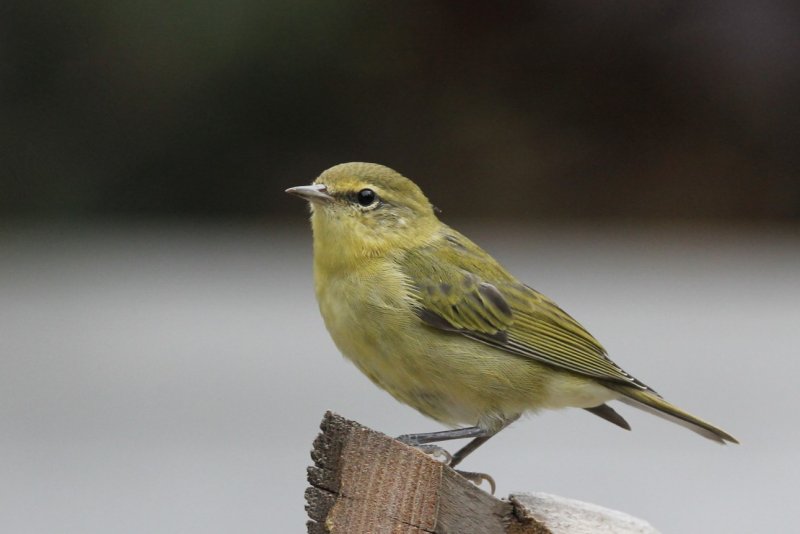 Tennessee Warbler