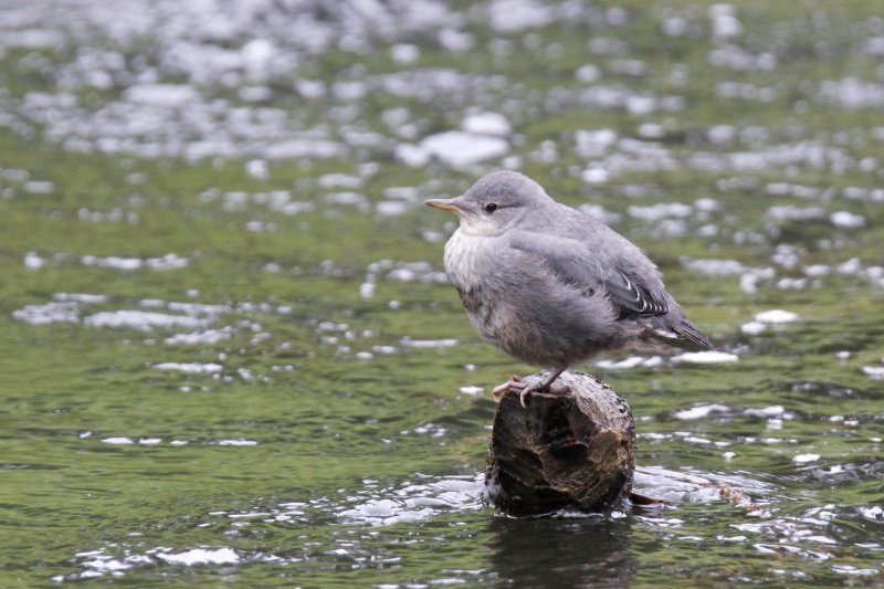 Hinton/Jasper_June_2014
