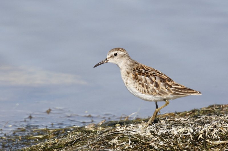 Least Sandpiper.jpg
