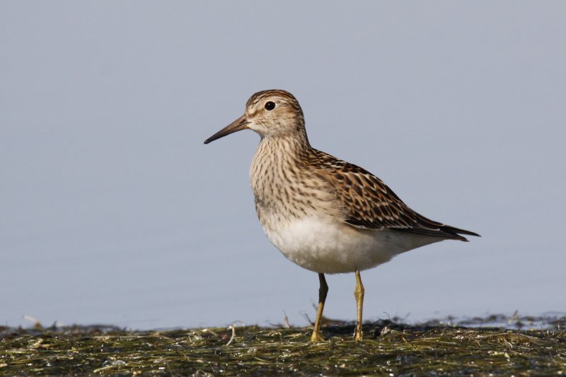 Pectoral Sandpiper.jpg