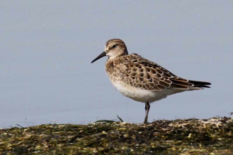 Baird's Sandpiper.jpg