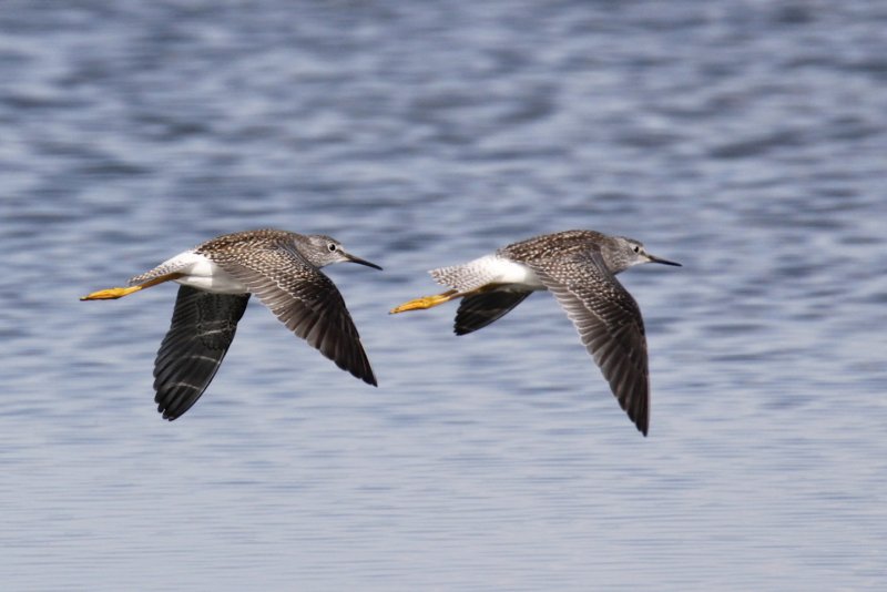 Lesser Yellowlegs.jpg