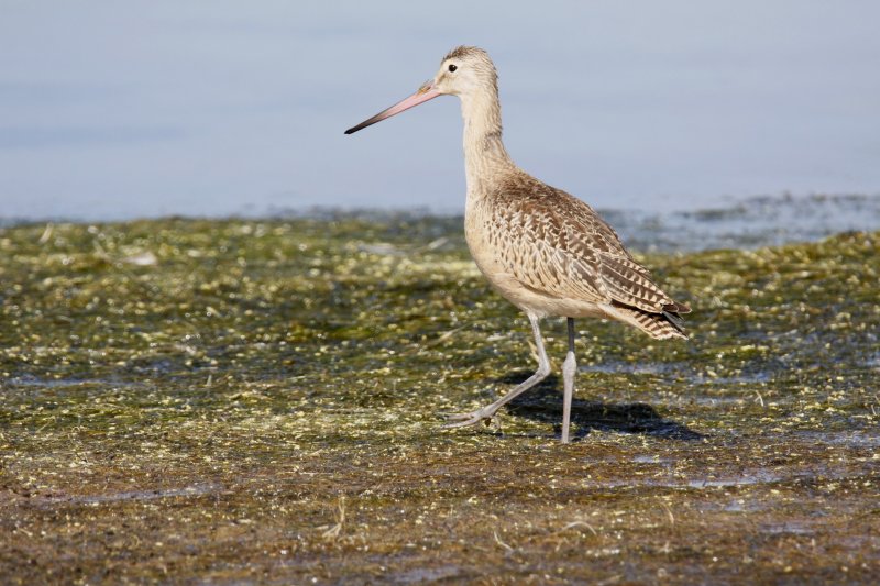 Marbled Godwit.jpg