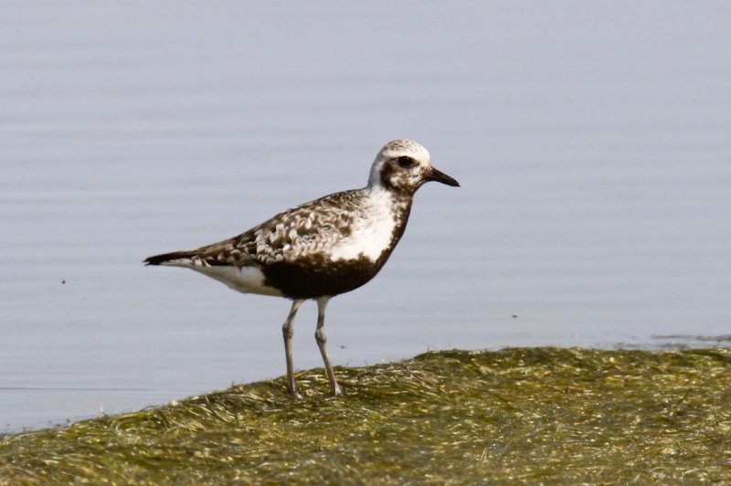 Black-bellied Plover.jpg