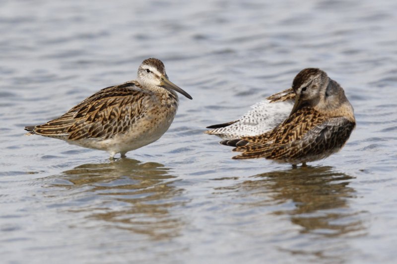 Short-billed Dowitcher.jpg