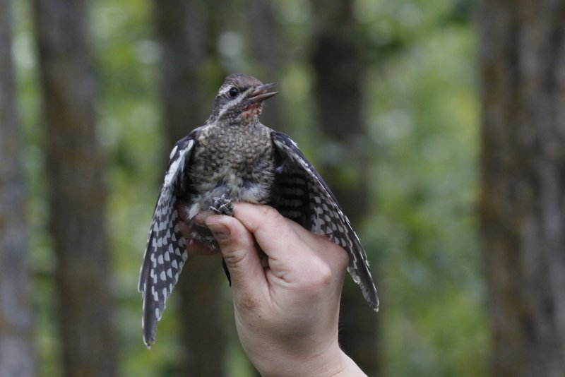 Yellow-bellied Sapsucker Jordan.jpg