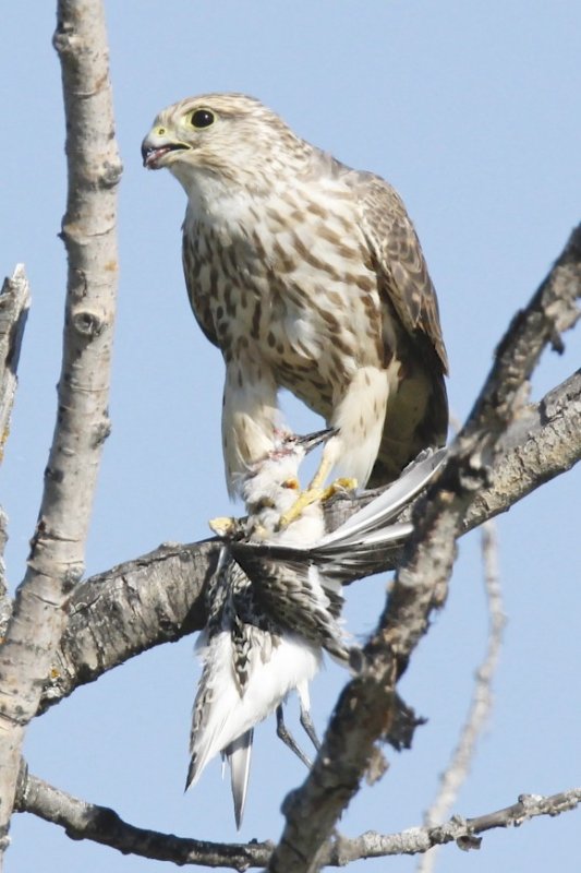 Merlin with Sanderling