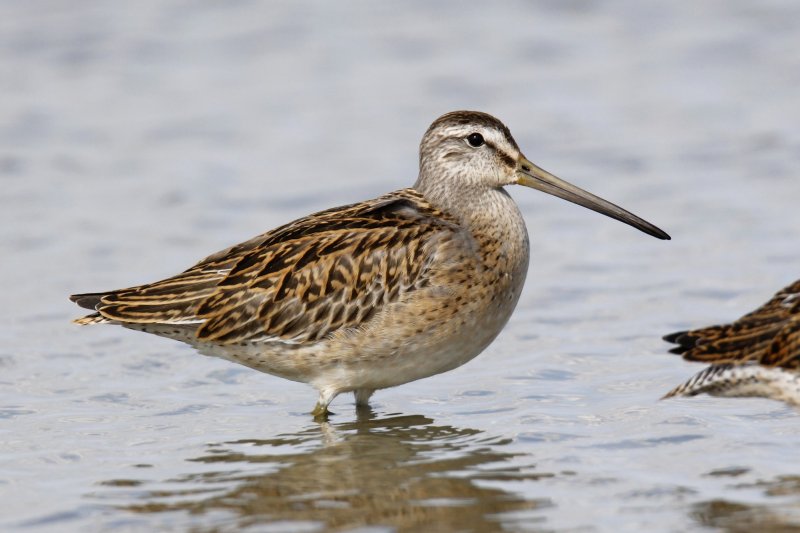 Short-billed Dowitcher
